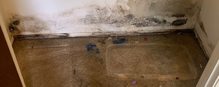 How to get mould out of carpet