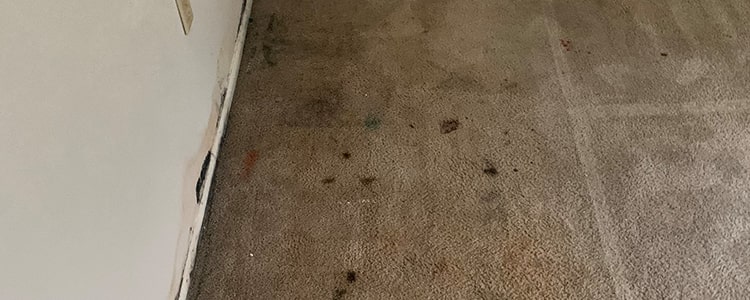 Remove mould From Carpet